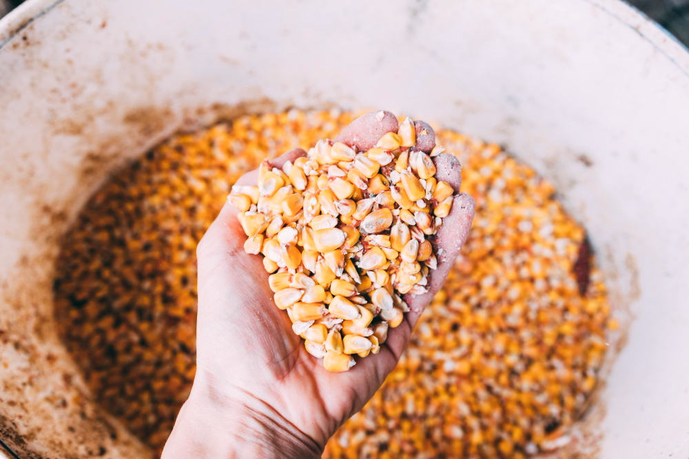 Secagem de Grãos: Como Reduzir Custos com Energia Estável