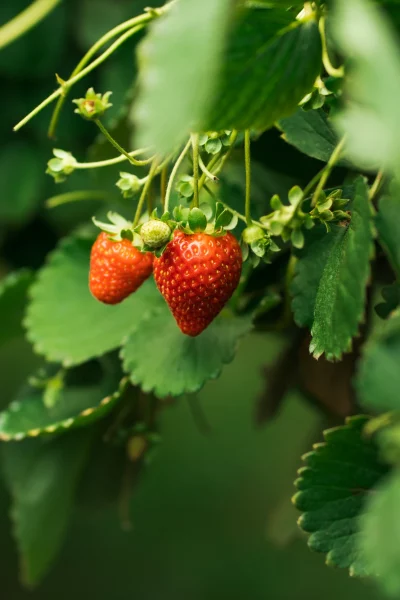 Entrar em contato MBV