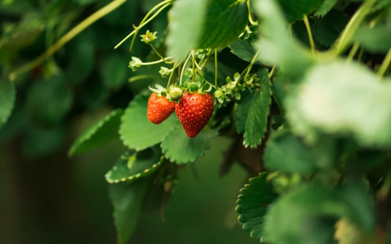 Entrar em contato MBV